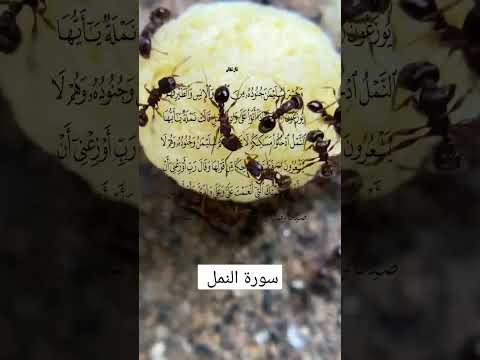 سورة النمل الآية 27 القرآن الكريم Quran Religion Surah الله