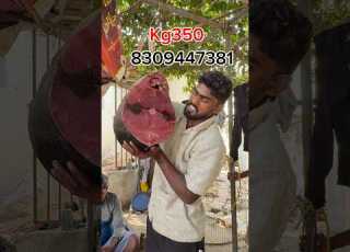  Intha Tokkuva Cost Aa Yelo Phin Tuna Trend Viral Deva