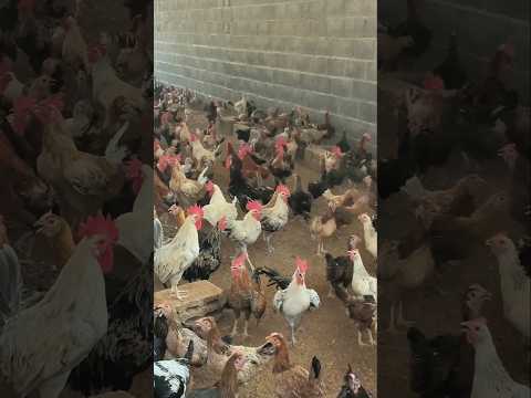 دراسه جدوى عن مشروع 100 فرخه بلدي بياض دراسة جدوى عن الدجاج البلدي