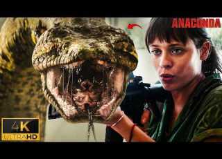  Anaconda Devours The Gold Miners Anaconda 2025