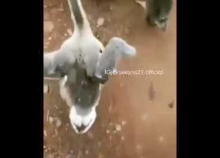 دلع البط