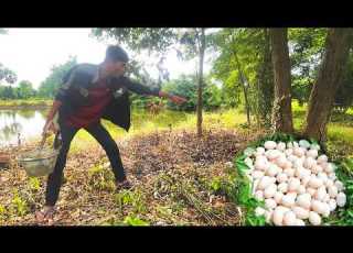  Top V07 Wow Unique Harvests Many Duck Eggs On The Grass And Straw On Field