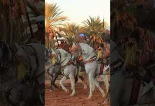 صهيل الخيل يرافق زغاريد الأفراح فنتازيا الجزائر العرس الجماعي حاسي لفحل المنيعة 2025