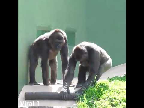 Sokwe Wanavyoandaana Kabla Ya Ku Sex