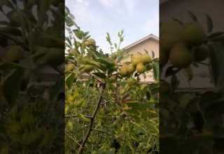 Sherwood Jujube August 12 2025