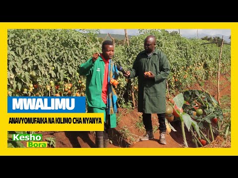 TBC1 SHAMBANI KESHO BORA SHUHUDIA MKULIMA MSOMI WA NYANYA AMEBADILISHA MAISHA YAKE KUPITIA KILIMO