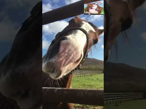 Meisho Doto Is Cute Shorts Umamusume