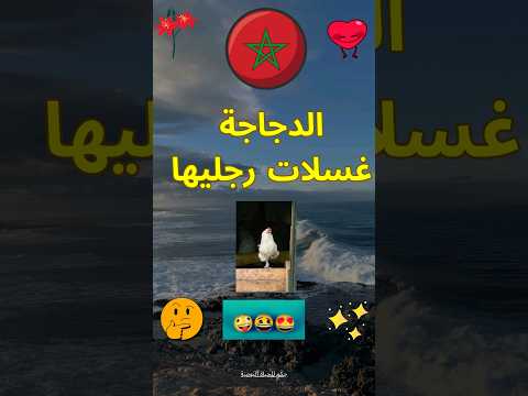 الدجاجة غسلات رجليها