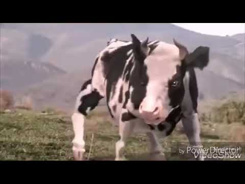 اغنية احنا زلم الجد الجد قتال البقرة والرجل