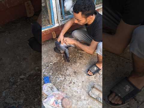 شوف لقيت أي عند الحمام Pigeon