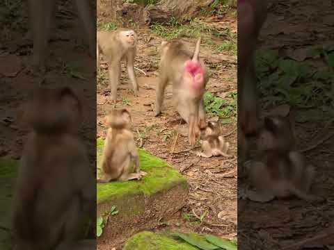 12 09 24 Babymonkey Monkey Monkeys Lovelybabymonkey Adorablebabymonkey Monkeywildlife