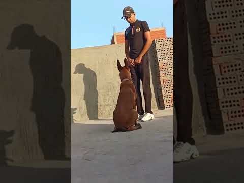 تدريب الكلب على اسمه يجيلك بسرعة البرق