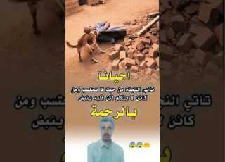 أحيانا تأتي الرحمة من كائن لايتكلم لكن قلبه ينبض بالرحمة والإنسانية ترند اليوم لطف الله Shorts