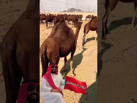 نوادر الابل الحمر السواحل