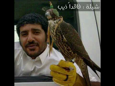 شيلة فاقدا ذيب كلمات صدام سعد كده المنشد الوليد آل عامر الوليد ال عامر