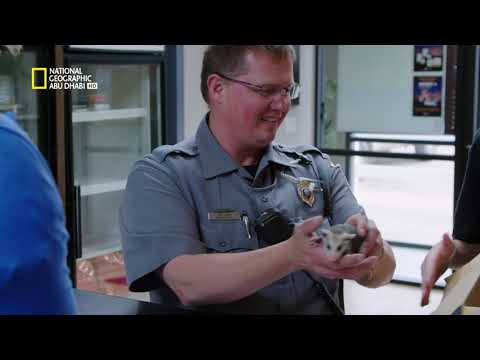 أطباء هارتلاند البيطريون ناشونال جيوغرافيك أبوظبي أطباء هارتلاند البيطريون ناشونال جيوغرافيك أبوظبي