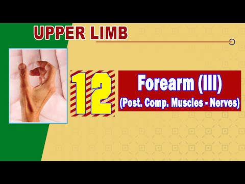 𝟏𝟐 𝐅𝐨𝐫𝐞𝐚𝐫𝐦 𝐈𝐈𝐈 𝐏𝐨𝐬𝐭𝐞𝐫𝐢𝐨𝐫 𝐜𝐨𝐦𝐩𝐚𝐫𝐭𝐦𝐞𝐧𝐭 𝐌𝐮𝐬𝐜𝐥𝐞𝐬 𝐍𝐞𝐫𝐯𝐞𝐬 عضلات وأعصاب الجزء الخلفى من الساعد