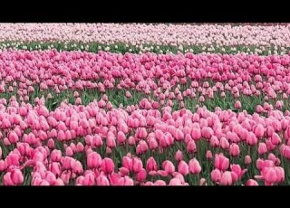  JUZ 1 PARA 1 الم Beautiful Recitation By Sheikh Maher Al Muaiqly