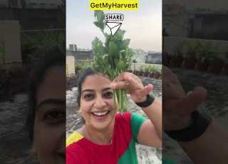 Terrace Se Harvest Aur Kuch Dil Ki Baat Summer Vegetable Harvest In September