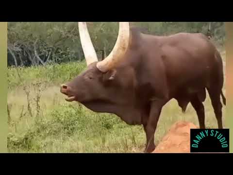 Jiminogeni Doto Kumbukumbu 2026 Video