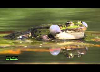 Frog Croaking Sound
