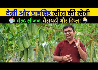 Khire Ki Kheti सह समय और तर क स Best Variety Cucumber Farming AgroStar
