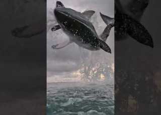 The HIGHEST JUMP Shark Attack GREAT WHITE SHARK Attack
