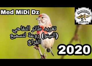 تغريد طائر التفاحي النينو روعة لتسميع الفراخ