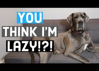  Just HOW Lazy Are Great Danes What To Expect As An Owner Great Dane Care