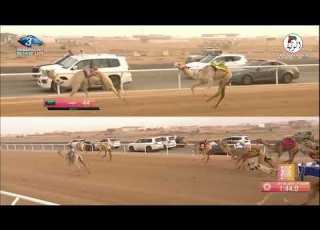 الشوط 3 شواهين لـ لاهوم فيصل بن محمد المري 3 0 88 مهرجان ولي العهد للهجن 2022 8 25 حقايق الطائف