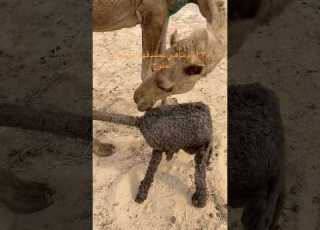 البو عند اهل الابل تخلج وتشمة وتعطف سبحان الله