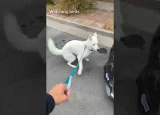 Dog Funny Funnyanimals Funnypets Animals Pet Fory 45