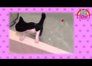 TiChat Prend Un Bain TiChat Has A Bath