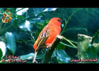 القارئ حيدر محسن البزوني آية١٦ ٣٥ من سورة ق أقرأ صندوق الوصف ١