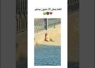 القط يمثل 30 مليون يمني
