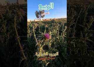 الورود الشوكيةالربيع المغربي عادل الزبيري المغرب تونس الجزائر المغرب