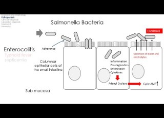  Salmonella Bacteria Pashto
