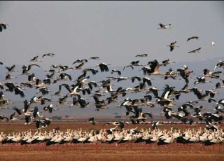 وتفقد الطير منصورالسالم