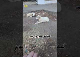 الجراوي لسه صاحيين من النوم Maadipaws جراوي Puppy Puppyfood Puppies Puppylove Animals Cute