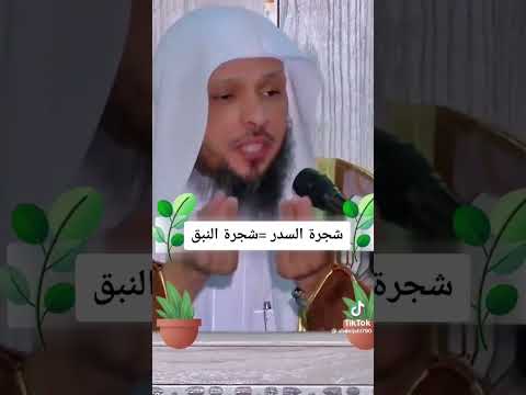 الشيخ عتيق شجرت السدر