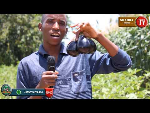 KILIMO BORA CHA BILINGANYA 2021 Kilimo Cha Mboga Mboga Na Matunda Kutoka The Young World Feeders