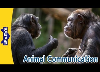  Animal Communication Sounds Colors And Signals How Animals Talk Little Fox