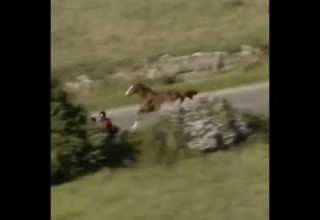 Tour De France INCREDIBLE SITUATION The Horse Jumps Over The Fence And Runs Next To The Cyclists