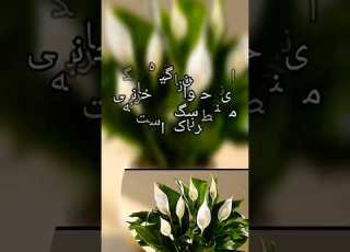 گیاه اسپاتی فلوم