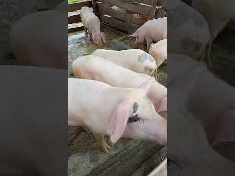 Kwa Ufugaji Wa Nguruwe Aina Zote Karibu Apa Kwa Ufugaji Wa Nguruwe Aina Zote Karibu Apa