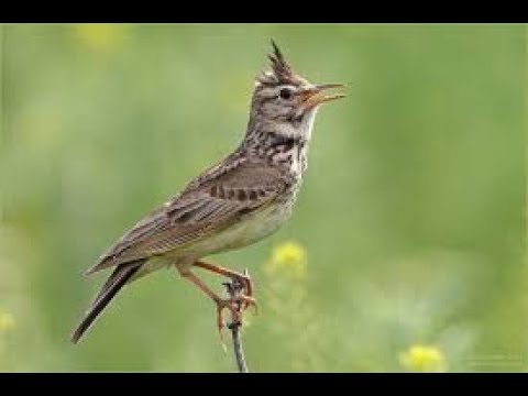 صوت القبرة المطوق الدالوم الزرعي الجرجس الولوال صوت طويل وصافي