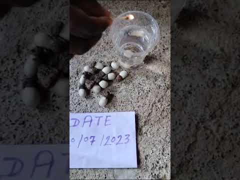 White Bhilawa Seeds Ke Fayde Kya Hote Hai Call Mi 7744915106