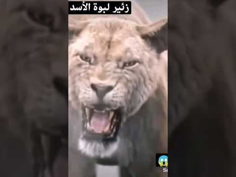 زئير لبوة الأسد Shorts