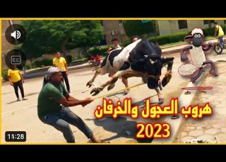  فيديو مجمع لفيديوهات العجول الهربانه في العيد الاضحي عام 2023 ضحك السنين هروب اكبر عجل في العالم