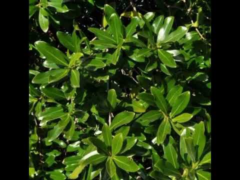 MSOKONOI KISAKA UCHAWI MPAJA NA MAAJABU YAKE 255656435959